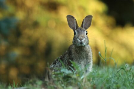 A Change Story: The Hare and the Tortoise