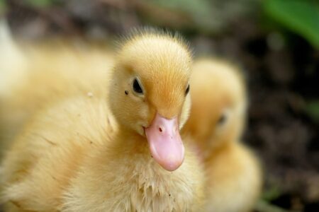 Box of Fluffy Ducks …